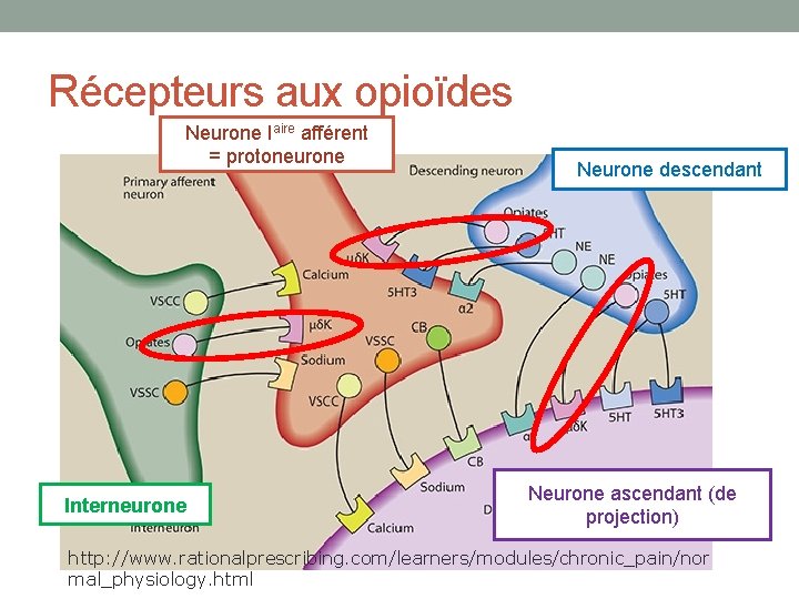 Récepteurs aux opioïdes Neurone Iaire afférent = protoneurone Interneurone Neurone descendant Neurone ascendant (de