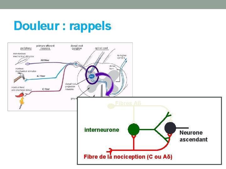 Douleur : rappels Fibres Aβ interneurone Fibre de la nociception (C ou Aδ) Neurone