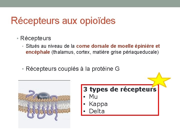 Récepteurs aux opioïdes • Récepteurs • Situés au niveau de la corne dorsale de