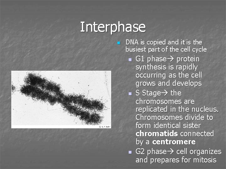 Interphase n DNA is copied and it is the busiest part of the cell
