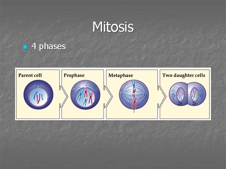 Mitosis n 4 phases 