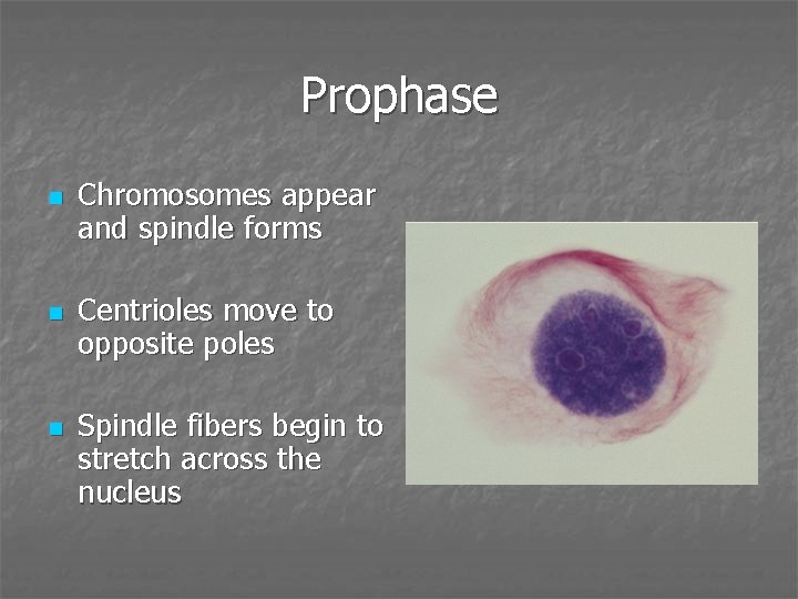 Prophase n n n Chromosomes appear and spindle forms Centrioles move to opposite poles