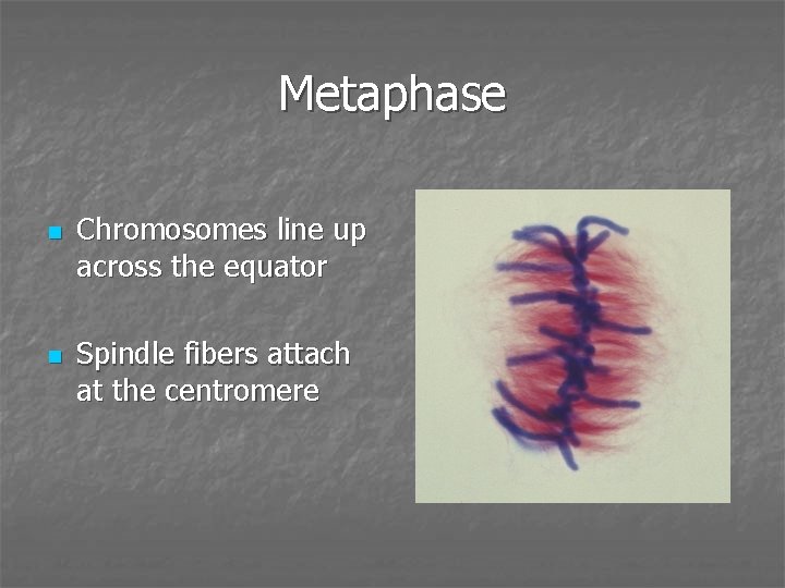 Metaphase n n Chromosomes line up across the equator Spindle fibers attach at the