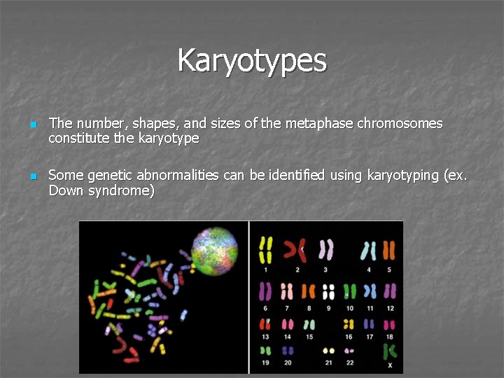 Karyotypes n n The number, shapes, and sizes of the metaphase chromosomes constitute the