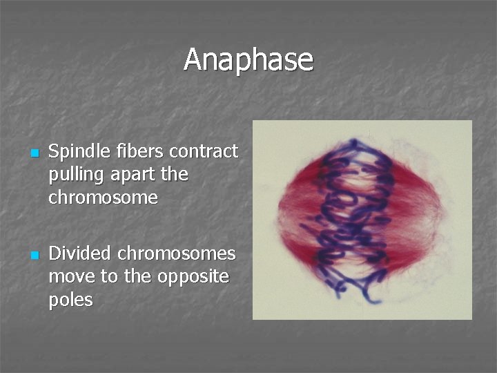 Anaphase n n Spindle fibers contract pulling apart the chromosome Divided chromosomes move to