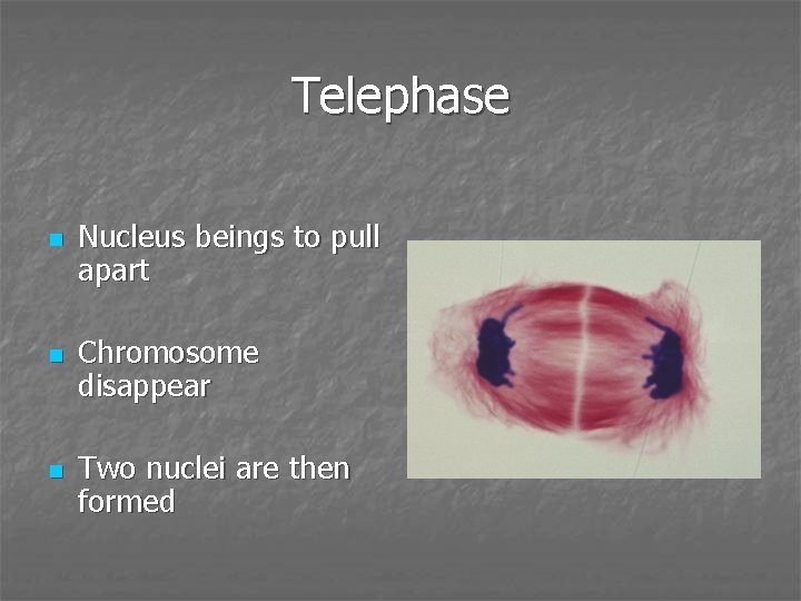 Telephase n n n Nucleus beings to pull apart Chromosome disappear Two nuclei are