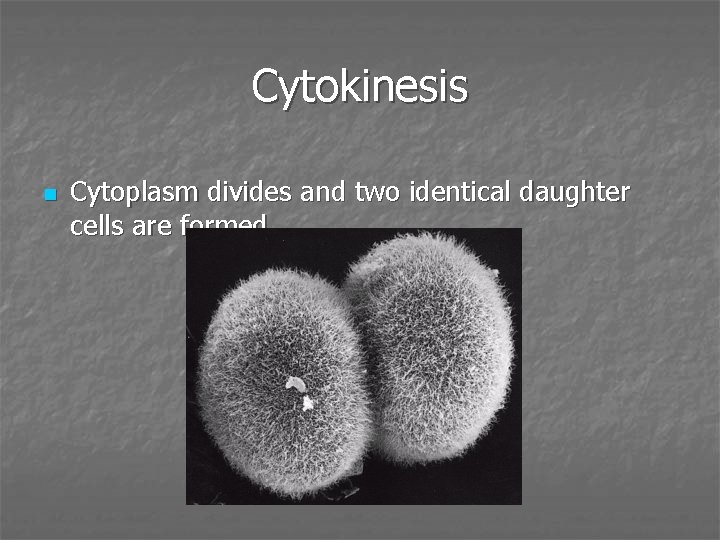 Cytokinesis n Cytoplasm divides and two identical daughter cells are formed 