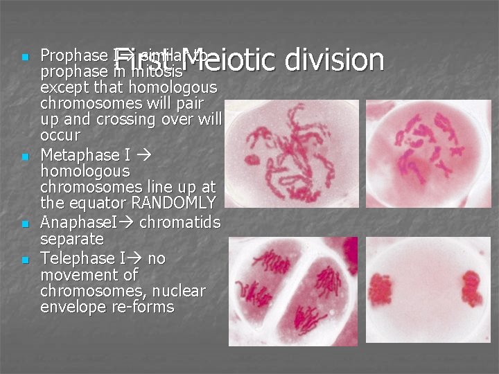 n n First Meiotic division Prophase I similar to prophase in mitosis except that