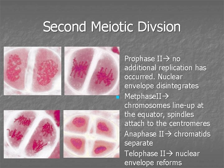 Second Meiotic Divsion n n Prophase II no additional replication has occurred. Nuclear envelope