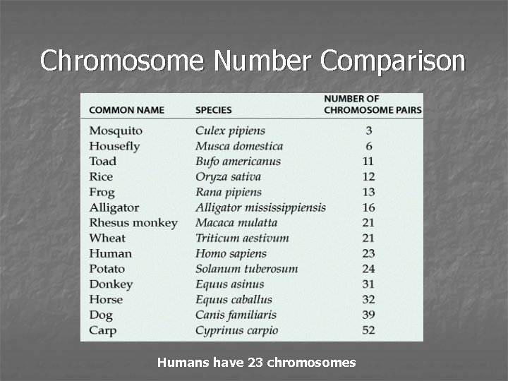 Chromosome Number Comparison Humans have 23 chromosomes 