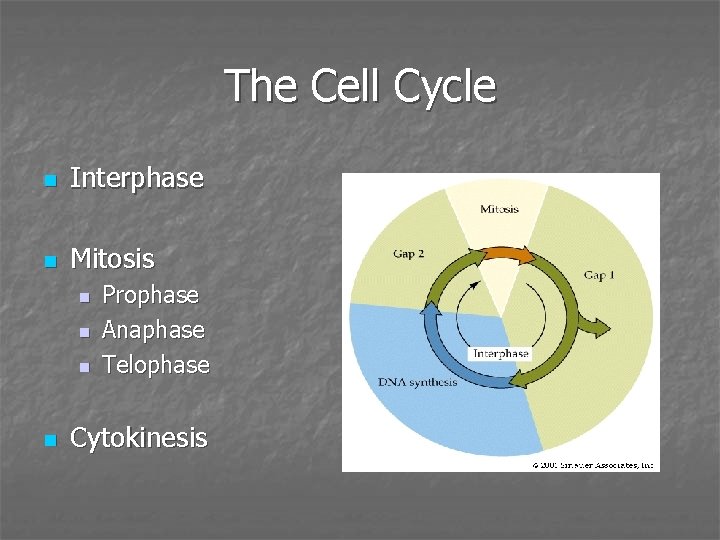 The Cell Cycle n Interphase n Mitosis n n Prophase Anaphase Telophase Cytokinesis 