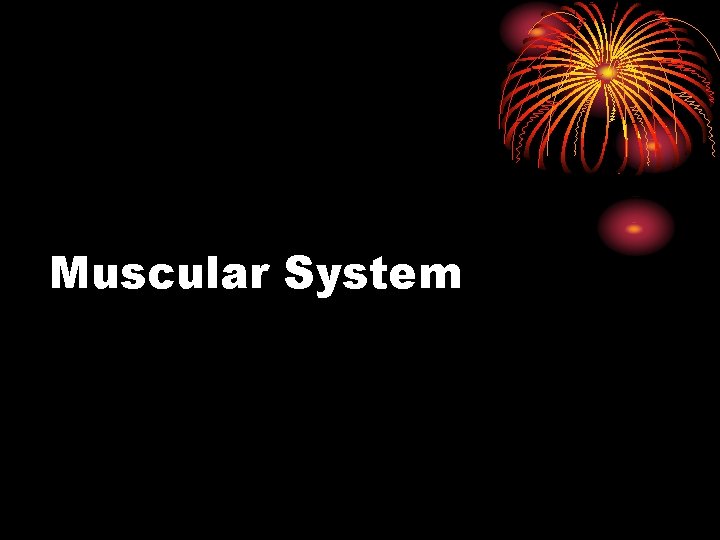 Muscular System 