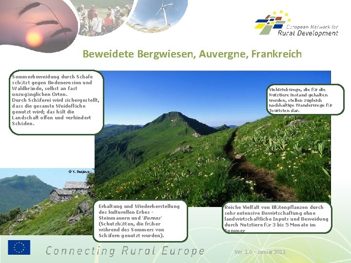 Beweidete Bergwiesen, Auvergne, Frankreich Sommerbeweidung durch Schafe schützt gegen Bodenerosion und Waldbrände, selbst an
