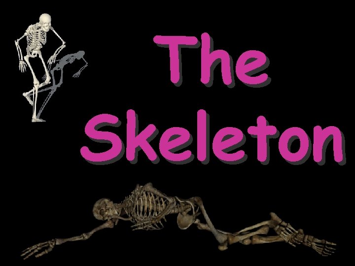 The Skeleton 
