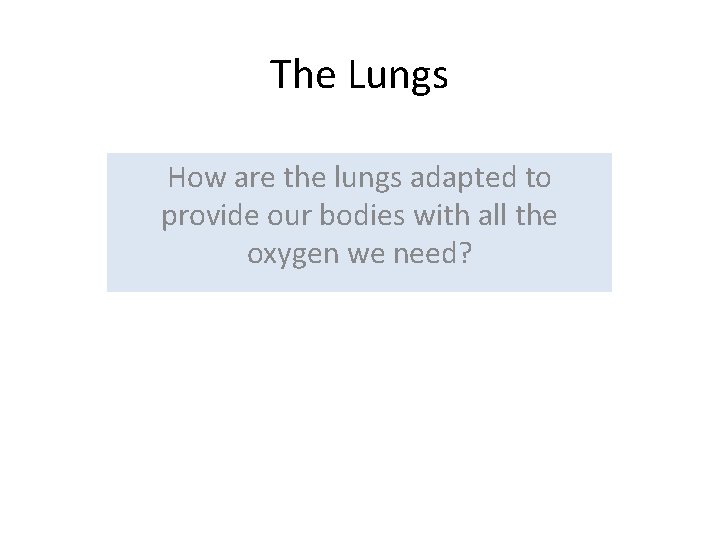 The Lungs How are the lungs adapted to provide our bodies with all the