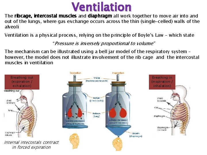 Ventilation The ribcage, intercostal muscles and diaphragm all work together to move air into