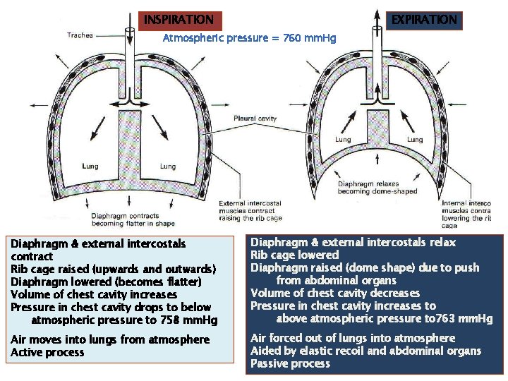 INSPIRATION EXPIRATION Atmospheric pressure = 760 mm. Hg Diaphragm & external intercostals contract Rib