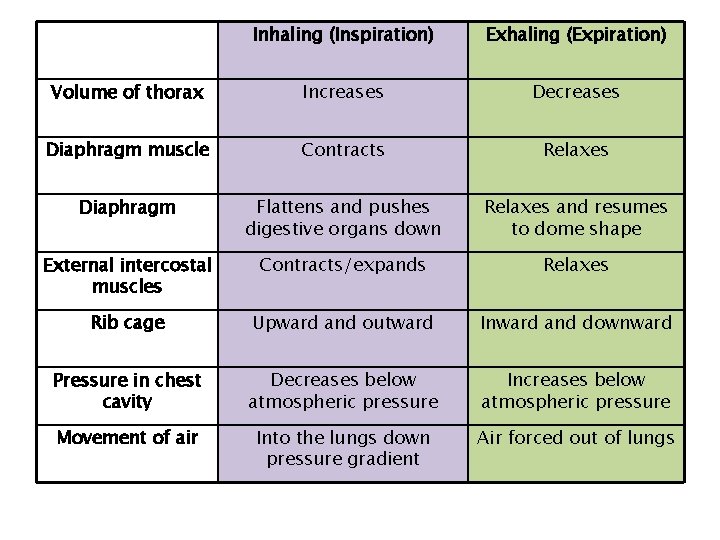 Inhaling (Inspiration) Exhaling (Expiration) Volume of thorax Increases Decreases Diaphragm muscle Contracts Relaxes Diaphragm
