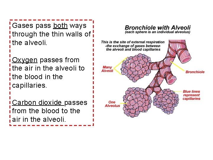 Gases pass both ways through the thin walls of the alveoli. Oxygen passes from