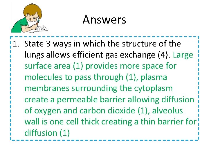 Answers 1. State 3 ways in which the structure of the lungs allows efficient