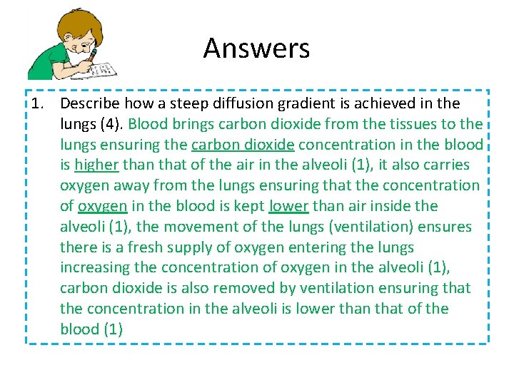 Answers 1. Describe how a steep diffusion gradient is achieved in the lungs (4).