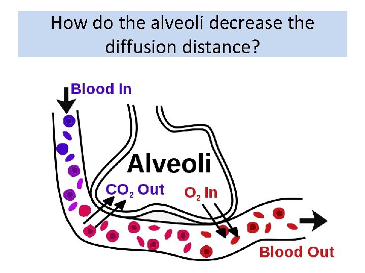 How do the alveoli decrease the diffusion distance? 