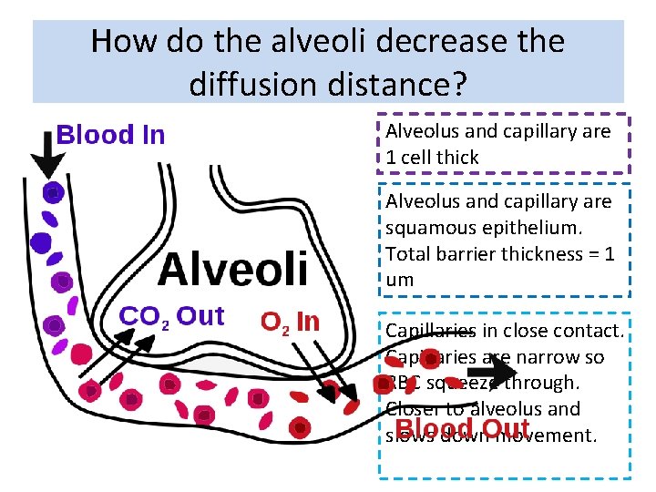 How do the alveoli decrease the diffusion distance? Alveolus and capillary are 1 cell