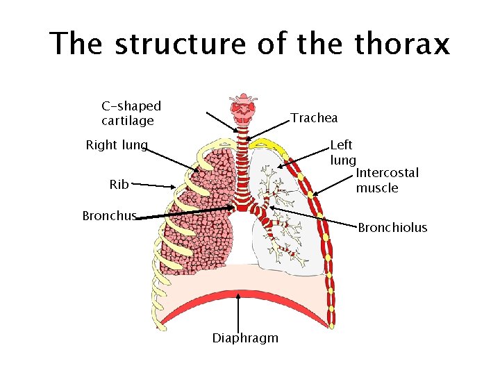 The structure of the thorax C-shaped cartilage Trachea Right lung Left lung Intercostal muscle