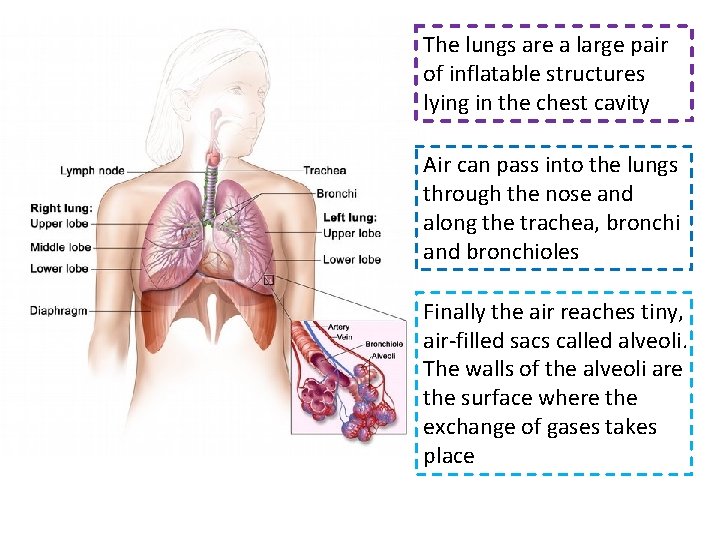 The lungs are a large pair of inflatable structures lying in the chest cavity