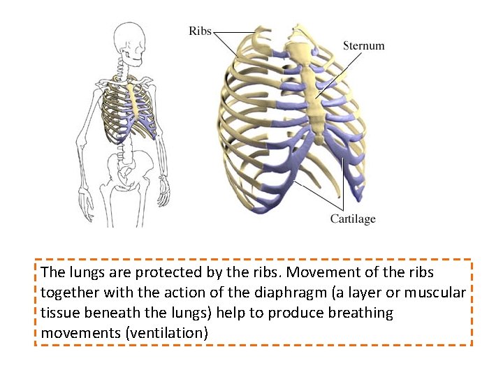 The lungs are protected by the ribs. Movement of the ribs together with the