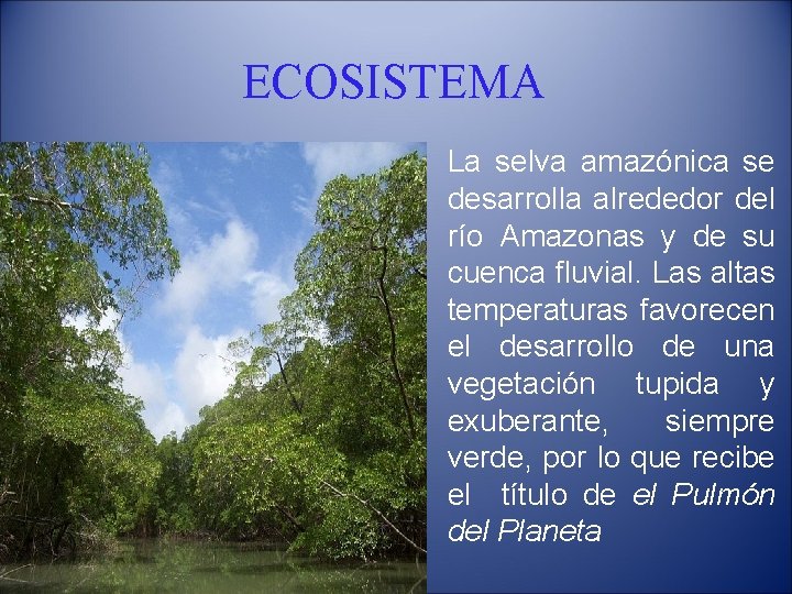 ECOSISTEMA La selva amazónica se desarrolla alrededor del río Amazonas y de su cuenca