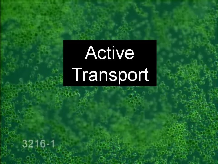 Active Transport Honors Biology 