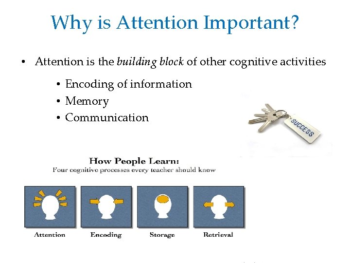 Why is Attention Important? • Attention is the building block of other cognitive activities