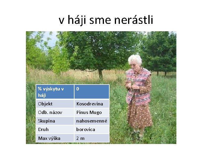 v háji sme nerástli % výskytu v háji 0 Objekt Kosodrevina Odb. názov Pinus