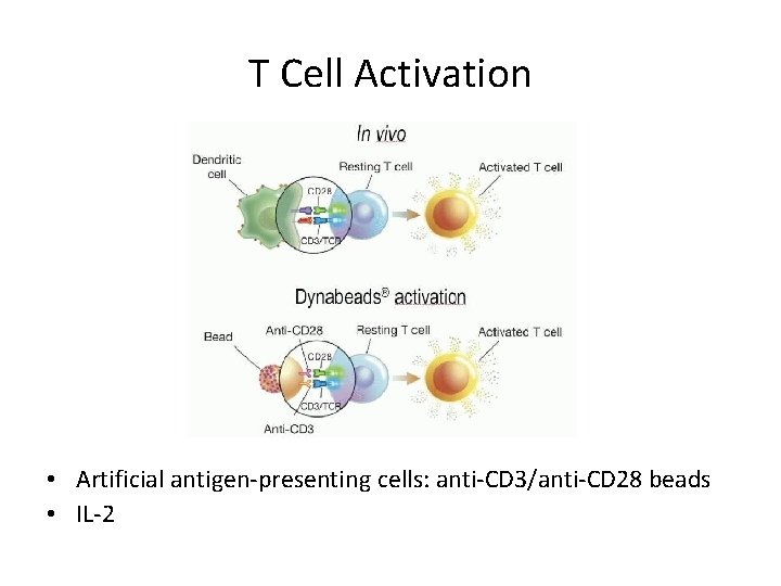 T Cell Activation • Artificial antigen-presenting cells: anti-CD 3/anti-CD 28 beads • IL-2 T Cell Activation • Artificial antigen-presenting cells: anti-CD 3/anti-CD 28 beads • IL-2