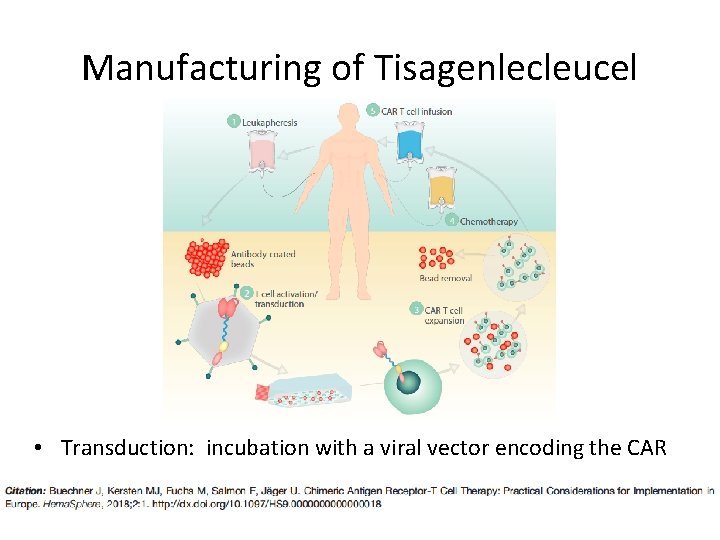 Manufacturing of Tisagenlecleucel • Transduction: incubation with a viral vector encoding the CAR Manufacturing of Tisagenlecleucel • Transduction: incubation with a viral vector encoding the CAR