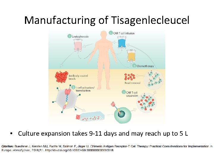 Manufacturing of Tisagenlecleucel • Culture expansion takes 9 -11 days and may reach up Manufacturing of Tisagenlecleucel • Culture expansion takes 9 -11 days and may reach up