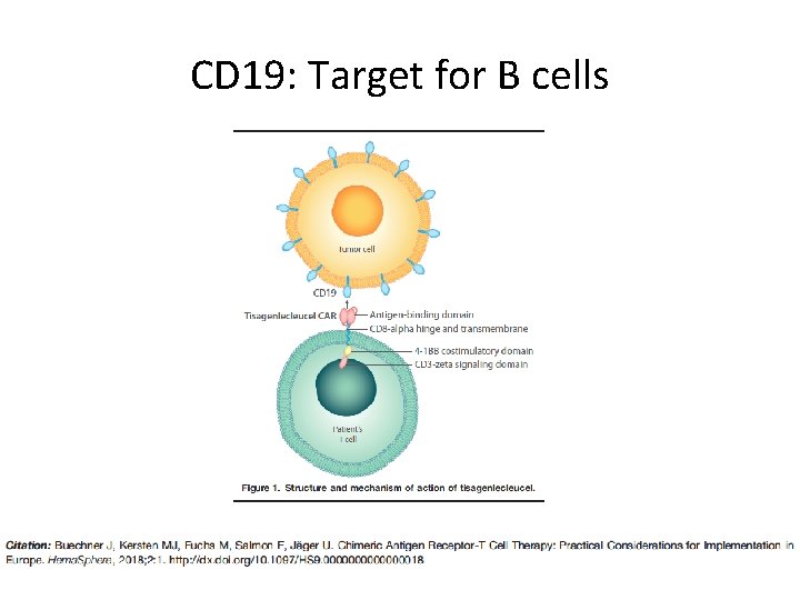 CD 19: Target for B cells CD 19: Target for B cells