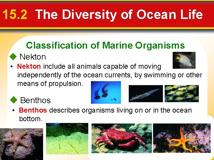 15. 2 The Diversity of Ocean Life Classification of Marine Organisms Nekton • Nekton