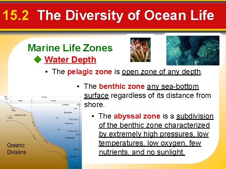 15. 2 The Diversity of Ocean Life Marine Life Zones Water Depth • The