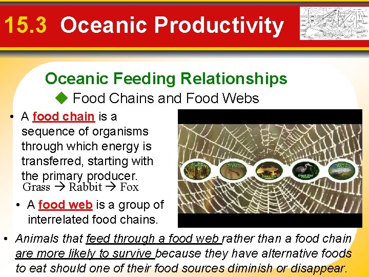 15. 3 Oceanic Productivity Oceanic Feeding Relationships Food Chains and Food Webs • A