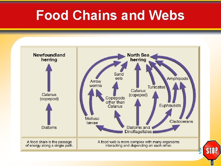 Food Chains and Webs 