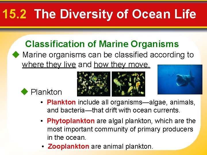 15. 2 The Diversity of Ocean Life Classification of Marine Organisms Marine organisms can