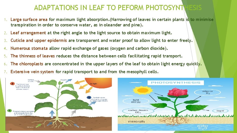 ADAPTATIONS IN LEAF TO PEFORM PHOTOSYNTHESIS 1. Large surface area for maximum light absorption.