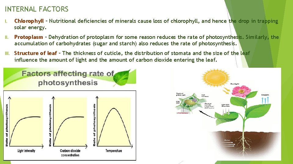 INTERNAL FACTORS I. Chlorophyll – Nutritional deficiencies of minerals cause loss of chlorophyll, and