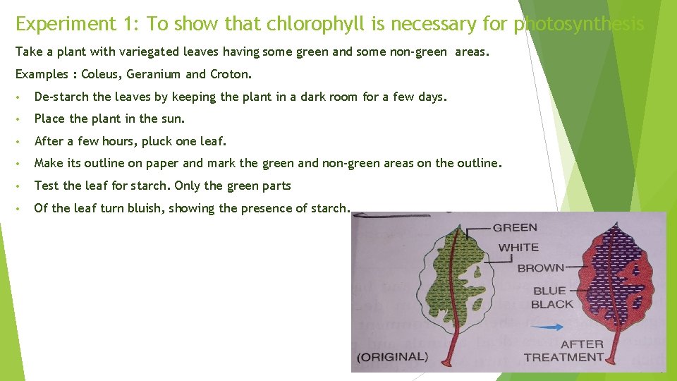 Experiment 1: To show that chlorophyll is necessary for photosynthesis Take a plant with