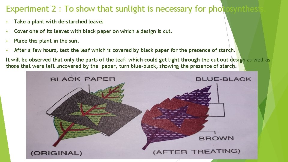 Experiment 2 : To show that sunlight is necessary for photosynthesis. • Take a