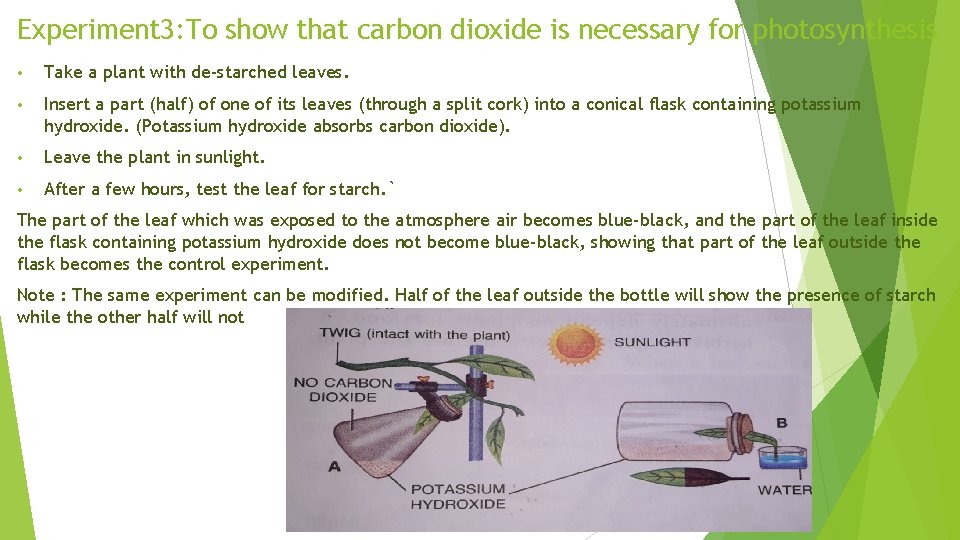 Experiment 3: To show that carbon dioxide is necessary for photosynthesis • Take a