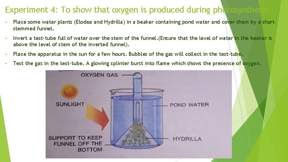 Experiment 4: To show that oxygen is produced during photosynthesis • Place some water