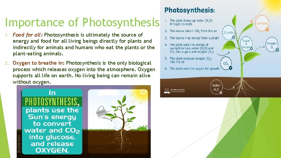 Importance of Photosynthesis 1. Food for all: Photosynthesis is ultimately the source of energy